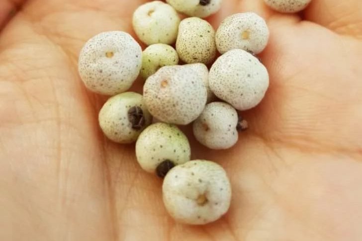 Австромиртус