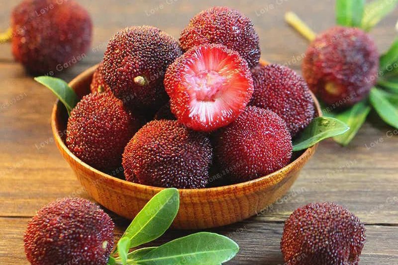 Восковница



