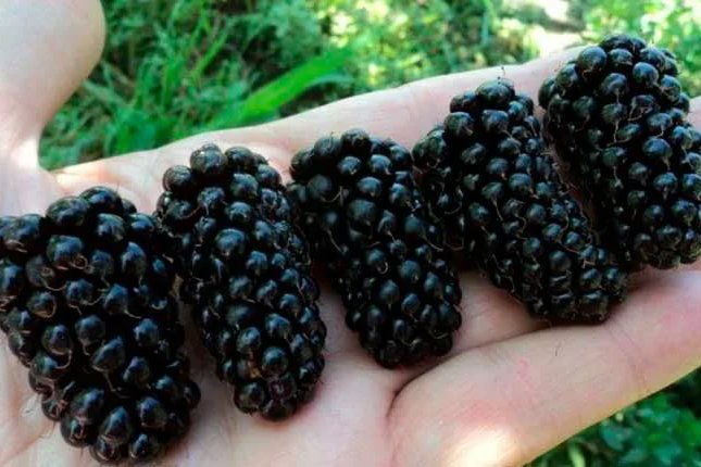 Бойзенова ягода 
