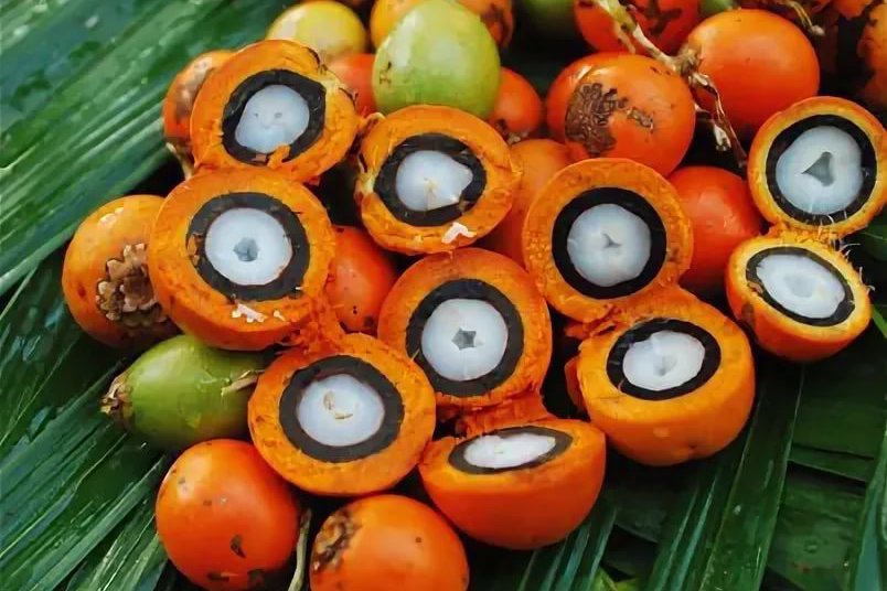 Астрокариум 